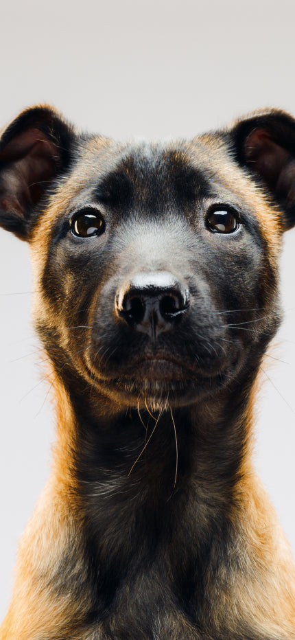 Close-up of an alert Belgian Malinois puppy with perky ears and expressive eyes, looking directly at the camera on a light background — representing Little Lupo’s dedication to pet connection and customer care.