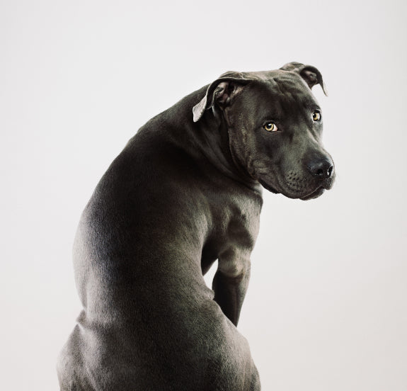 Black dog with expressive, golden eyes turning just its head toward the camera, sitting against a clean white background—capturing a look of trust, curiosity, and quiet strength.