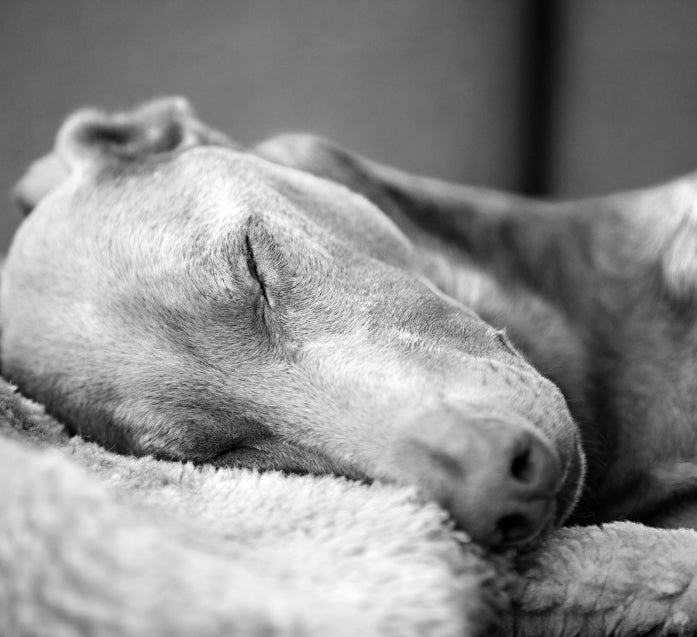 Close-up of a peaceful dog sleeping on a soft, fluffy blanket in black and white—capturing calm, comfort, and a deep sense of safety.