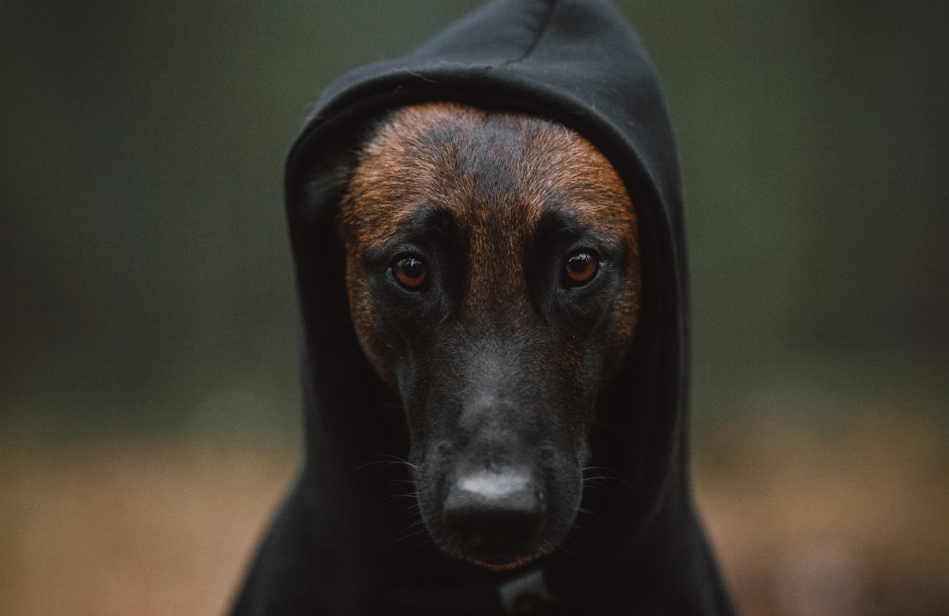 A Belgian Malinois wearing a black hooded sweatshirt in a moody, outdoor setting, introducing the bold and modern style of the Little Lupo D-Wear collection.