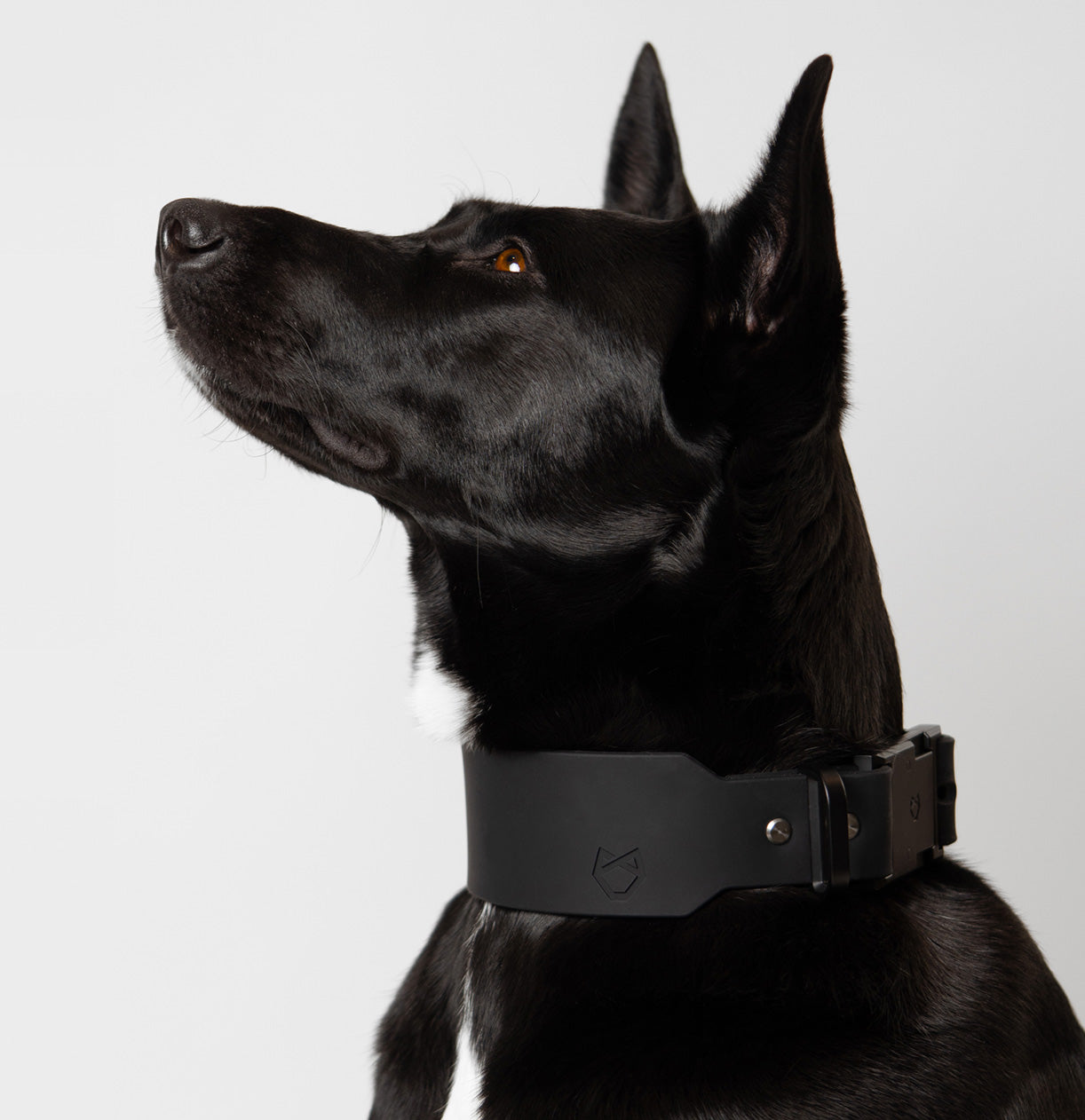 Black Belgian Malinois wearing Little Lupo minimal waterproof Collar C1, side profile showing matte buckle and modern design.
