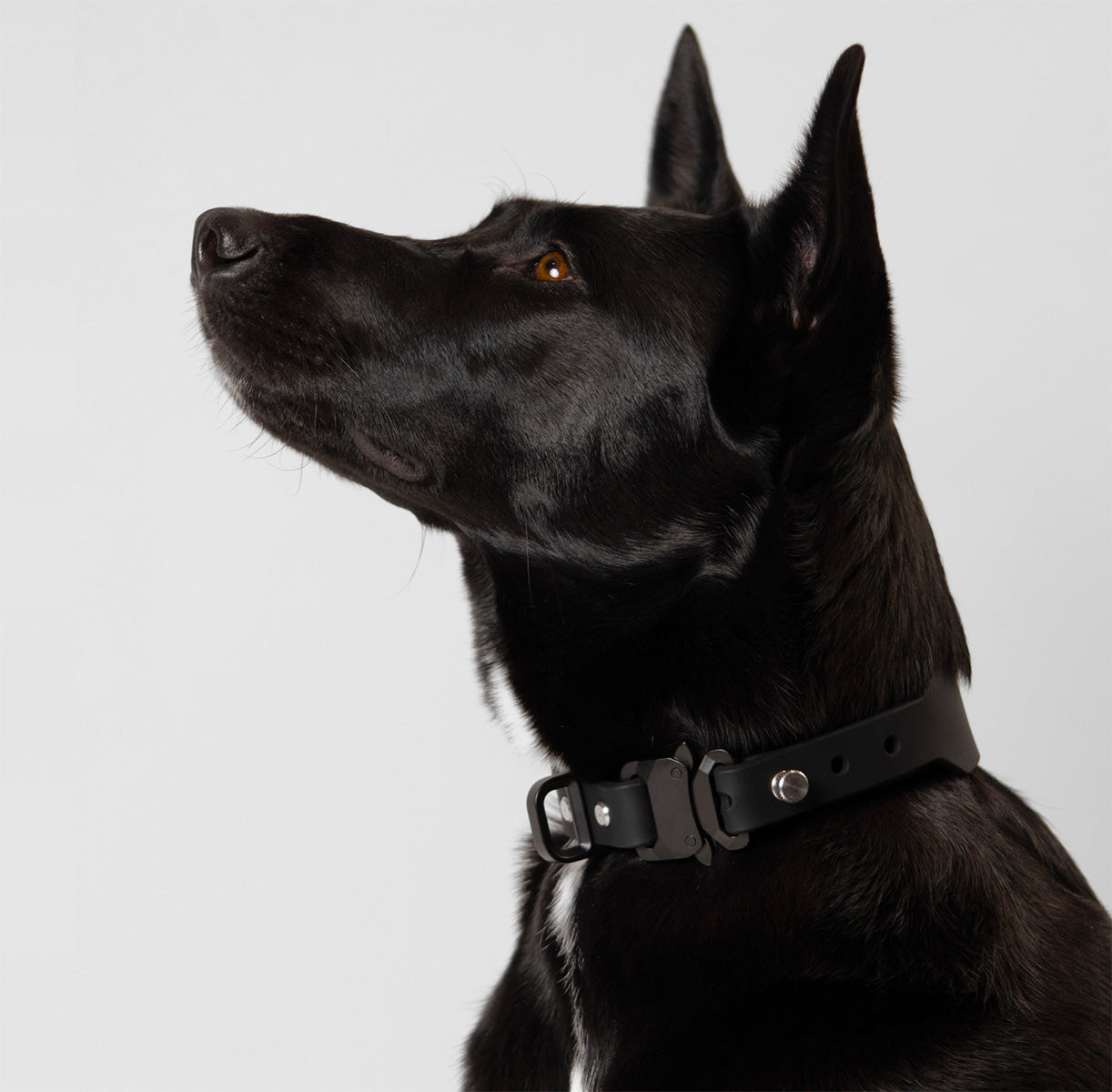 Black dog wearing the Little Lupo Collar C2, highlighting its durable LFGB silicone material and the signature tactical buckle for secure adventures.