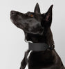 Collar C2