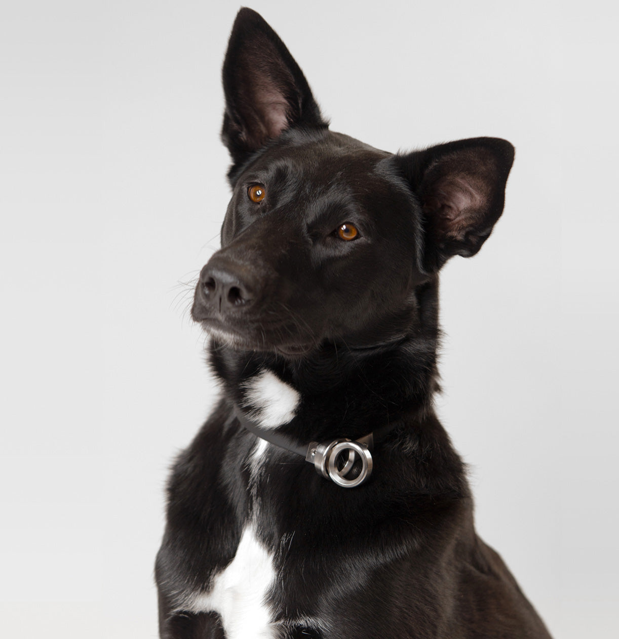 Close-up of a black dog wearing the Little Lupo Collar C3, highlighting the durable black webbing and the polished CNC machined stainless steel slip collar rings.