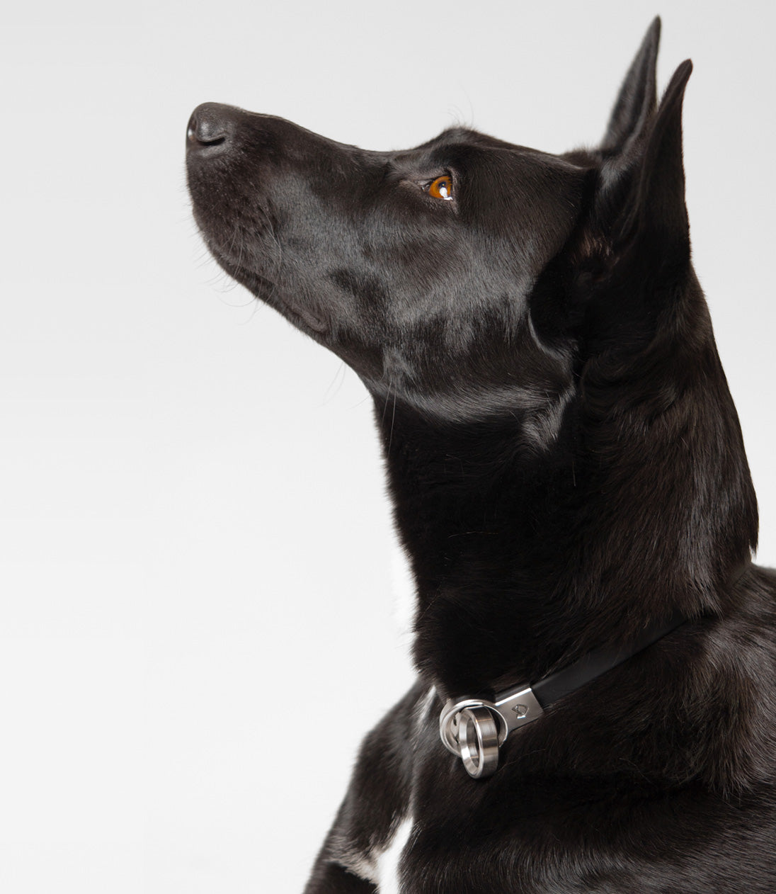 Profile of a black dog wearing the Little Lupo Collar C3, showcasing the secure fit of the minimalist slip collar and the elegant stainless steel rings.