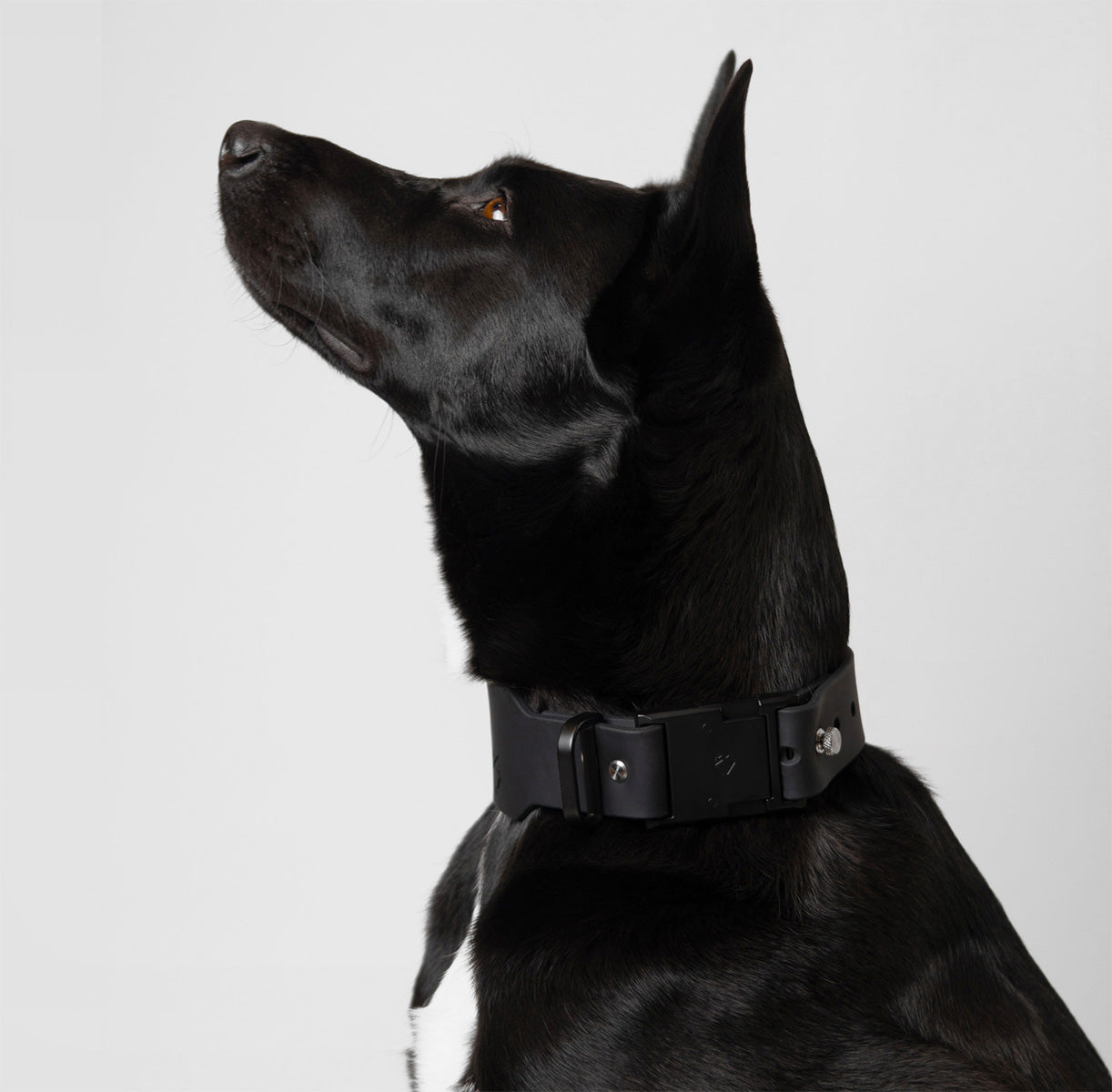 Black Belgian Malinois wearing Little Lupo minimal waterproof Collar C1, side profile showing matte buckle and modern design.
