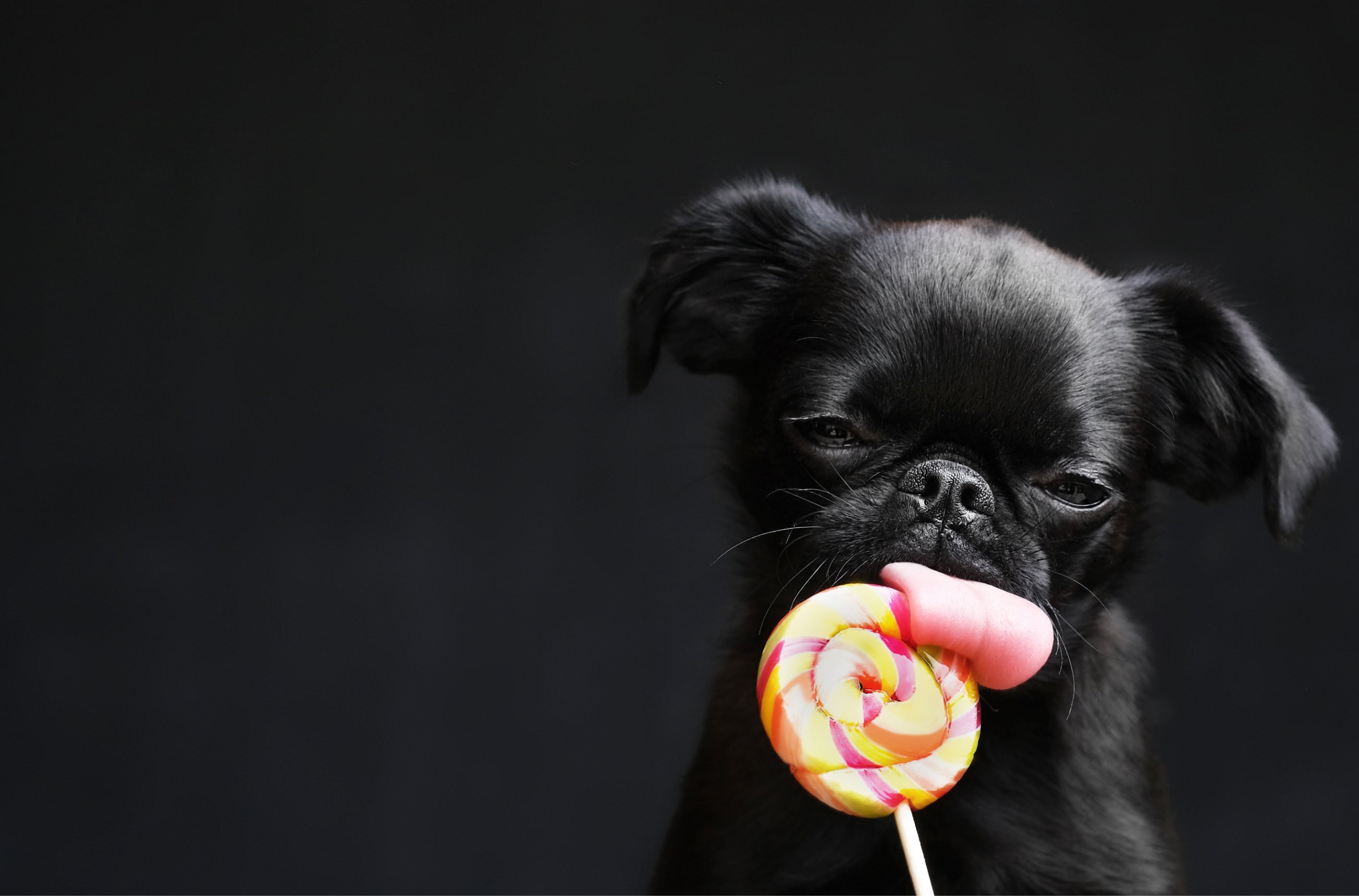 A black Pug dog playfully licking a vibrant, swirled lollipop with a cheeky expression, set against a dark background.