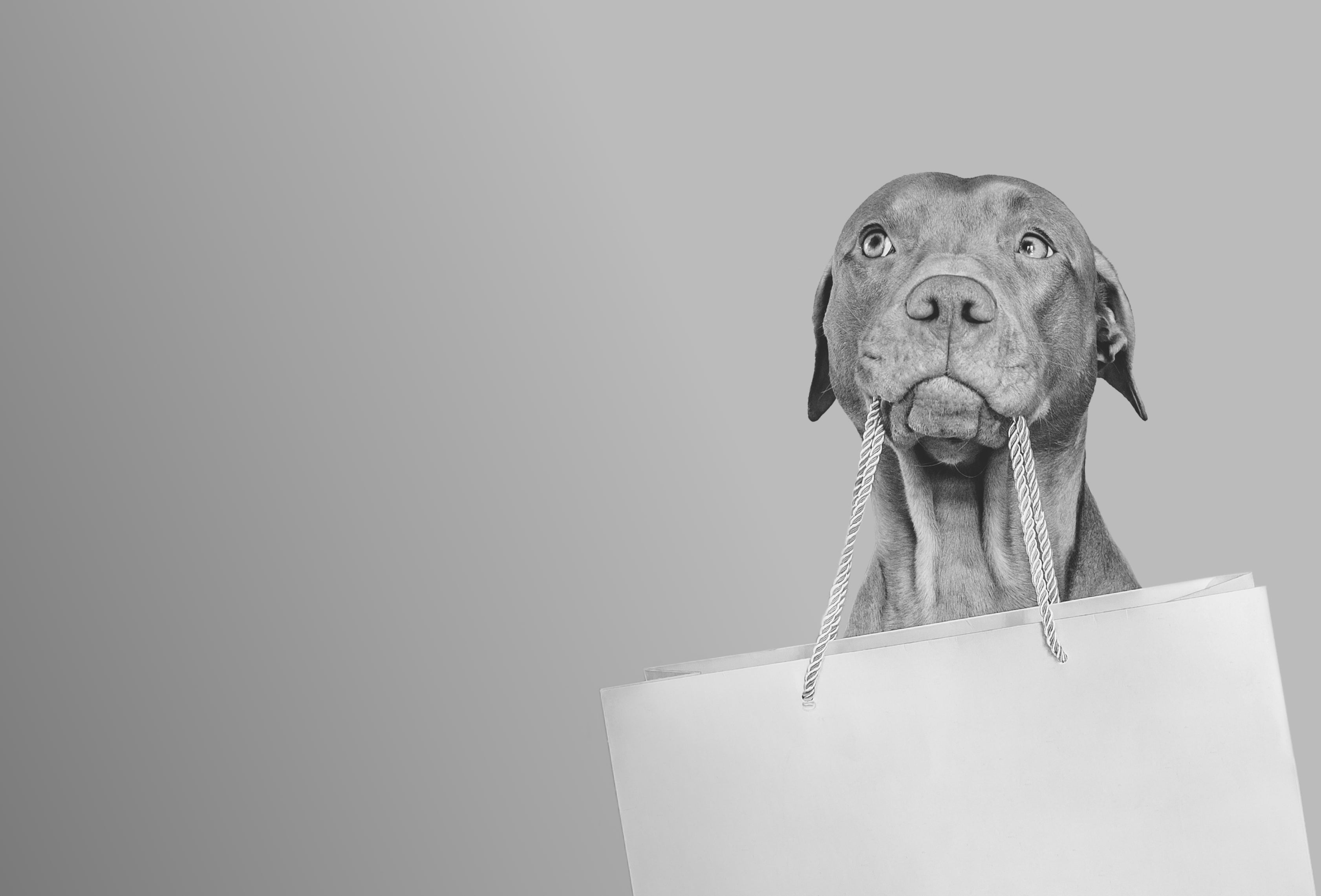 Dog holding a white gift bag by the handles in its mouth, symbolizing the joy of giving and receiving Little Lupo gift cards for premium dog accessories.