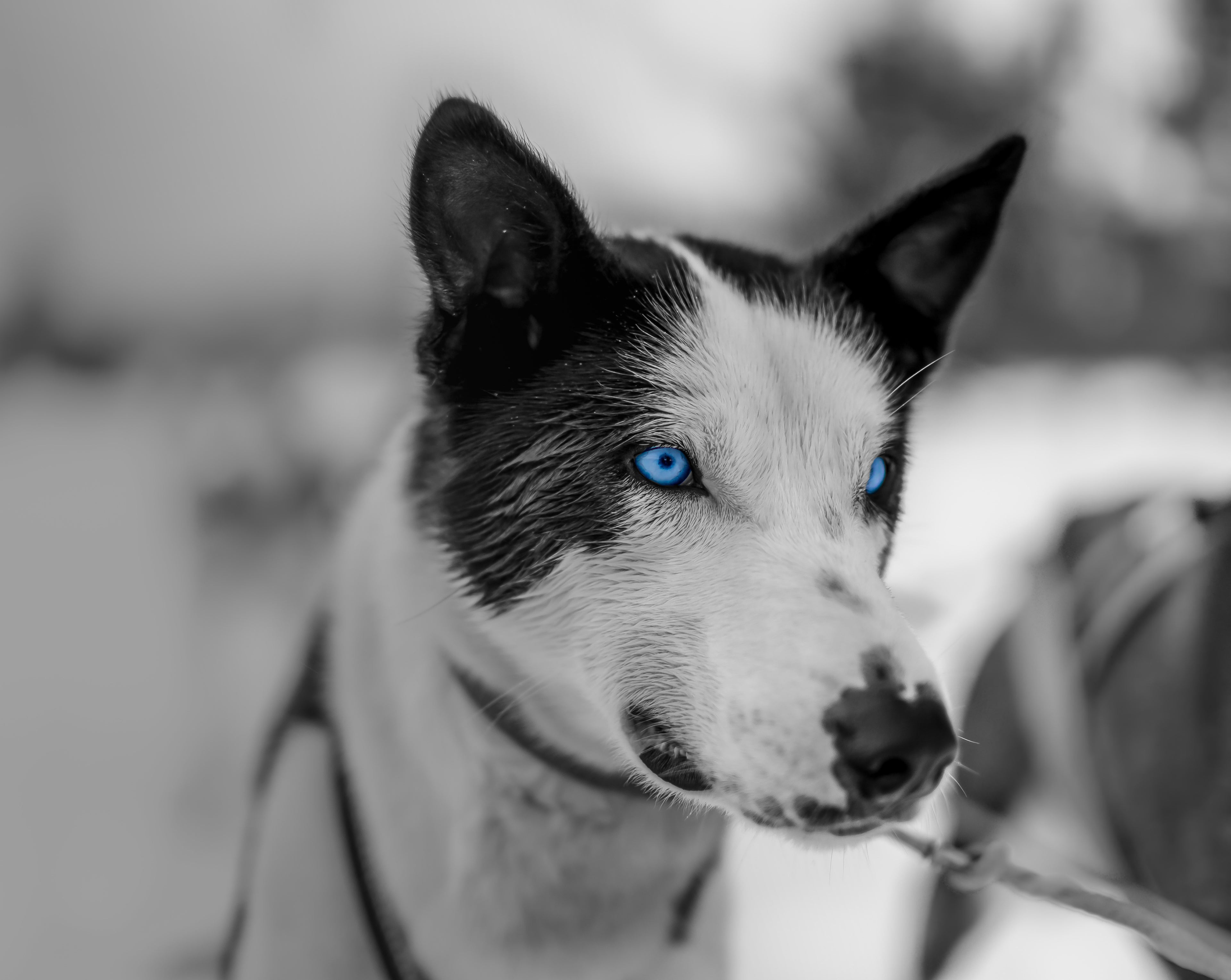 Close-up of a striking black and white husky dog with piercing blue eyes, representing the modern and clean aesthetic of Little Lupo dog accessories.