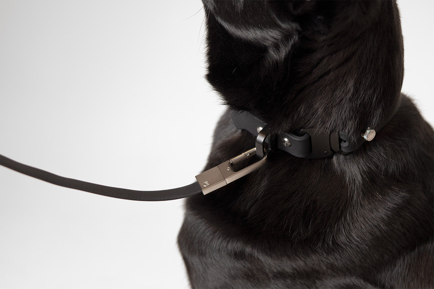 Little Lupo Leash L1 in use, connected to a black dog collar, highlighting the seamless integration and functional design of the durable leash.