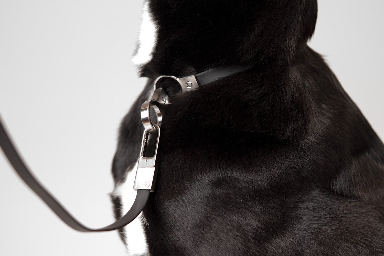 Close-up of the Little Lupo Leash L3 stainless steel clip attached to a dog's collar, demonstrating the secure connection and minimalist aesthetic.