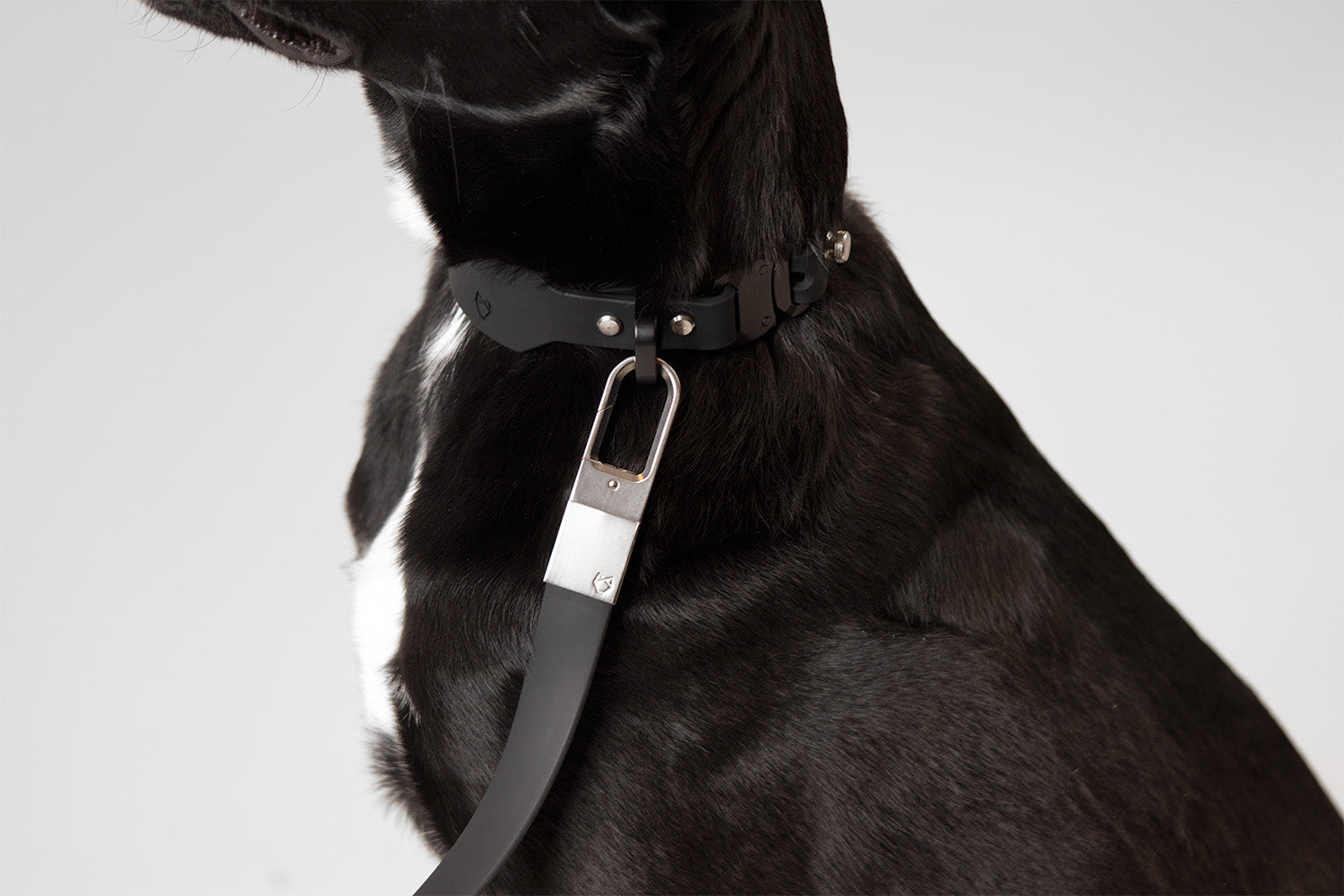 Little Lupo Leash L4 in use, attached to a dog's collar, highlighting the seamless connection and the leash's minimalist aesthetic.