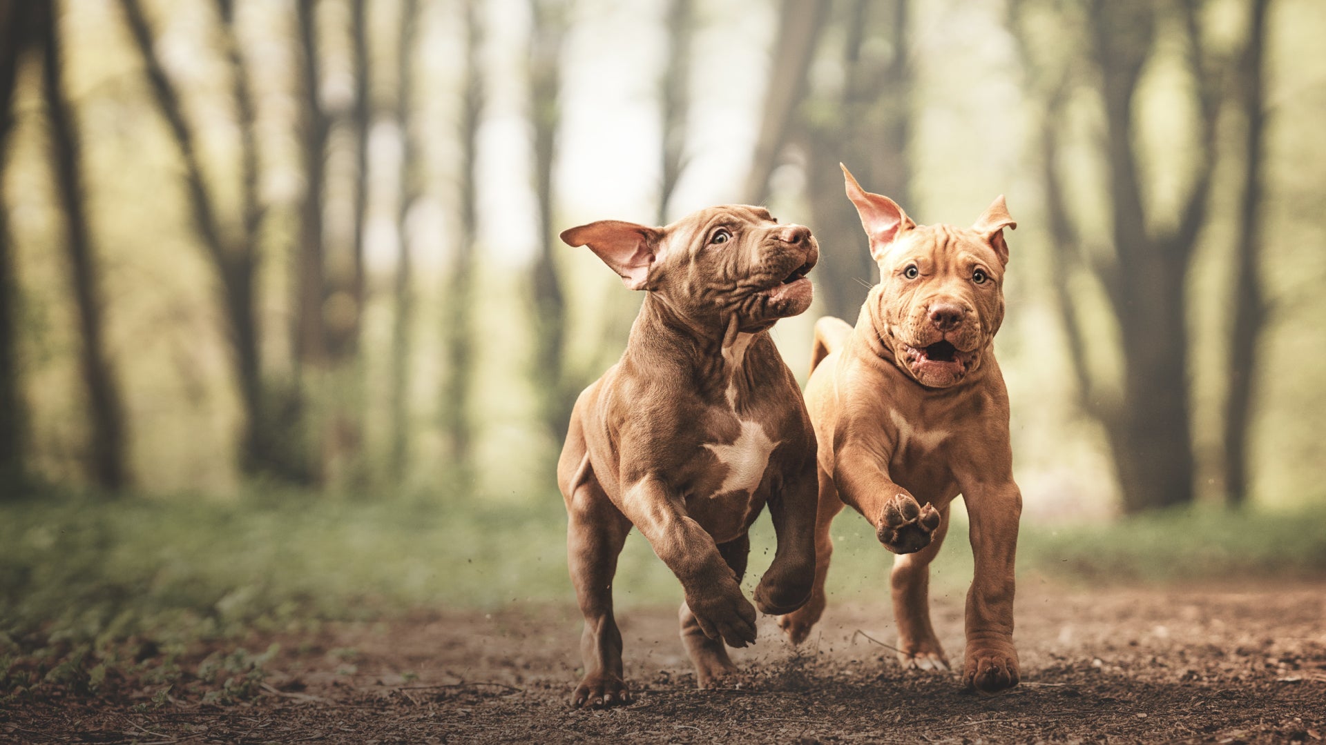 Two playful pit bull puppies running with excitement through a forest trail, capturing the joy and energy of dogs at play — the perfect introduction to our durable, fun, and engaging dog toys.