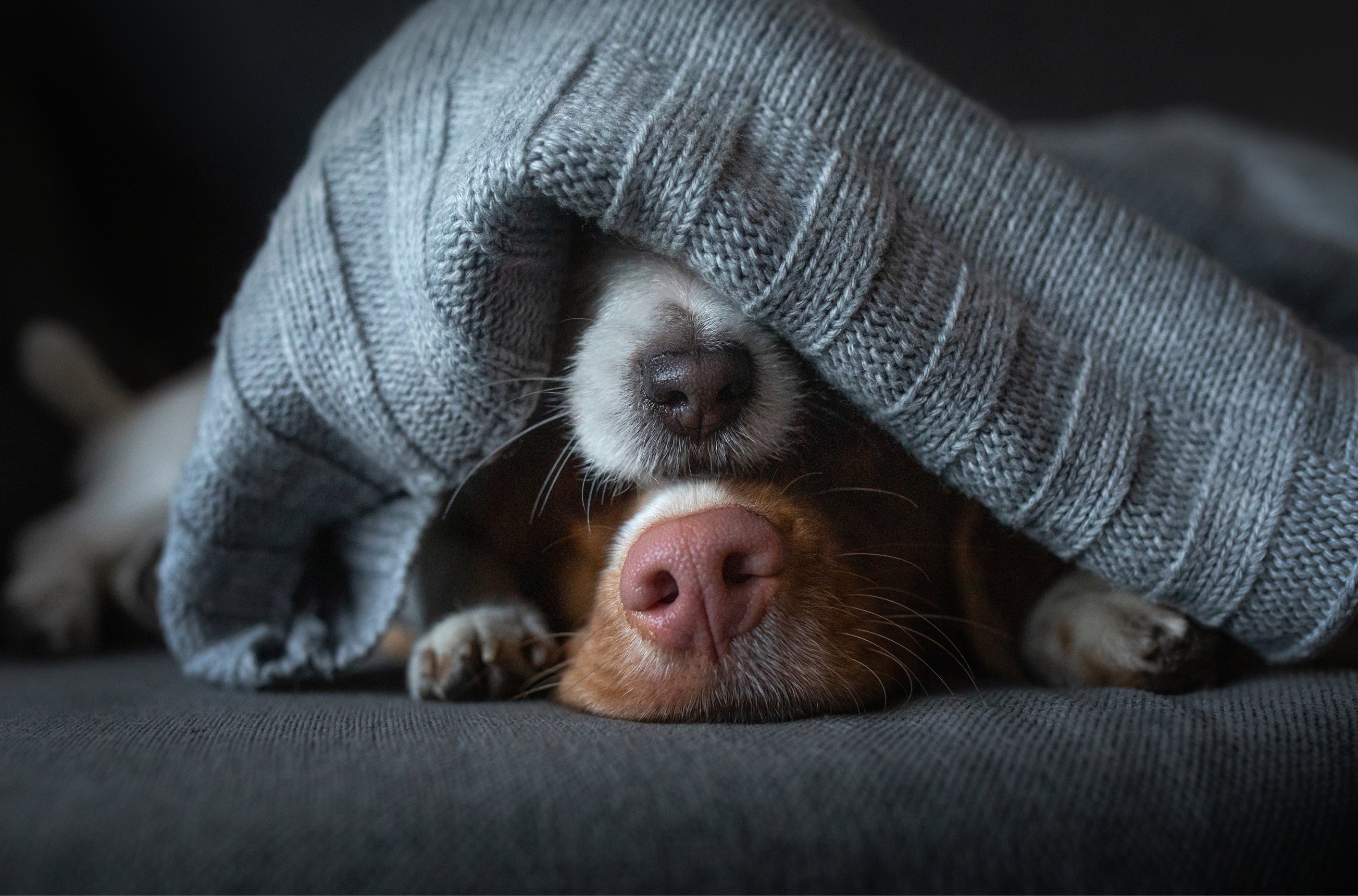 Two adorable dogs are seen sleeping cozily under a soft blanket, with only their noses visible as one dog rests gently on top of the other, showcasing their affectionate bond.