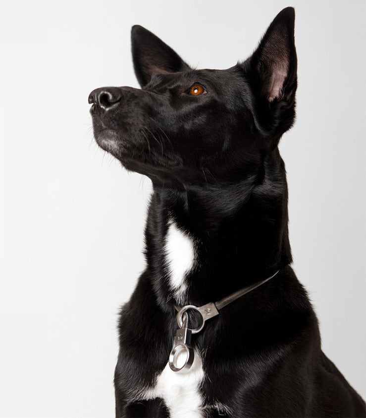 A black dog wearing the Little Lupo Subtle Strength Collar, stainless steel slip collar, demonstrating its sleek, minimalist aesthetic and secure fit.