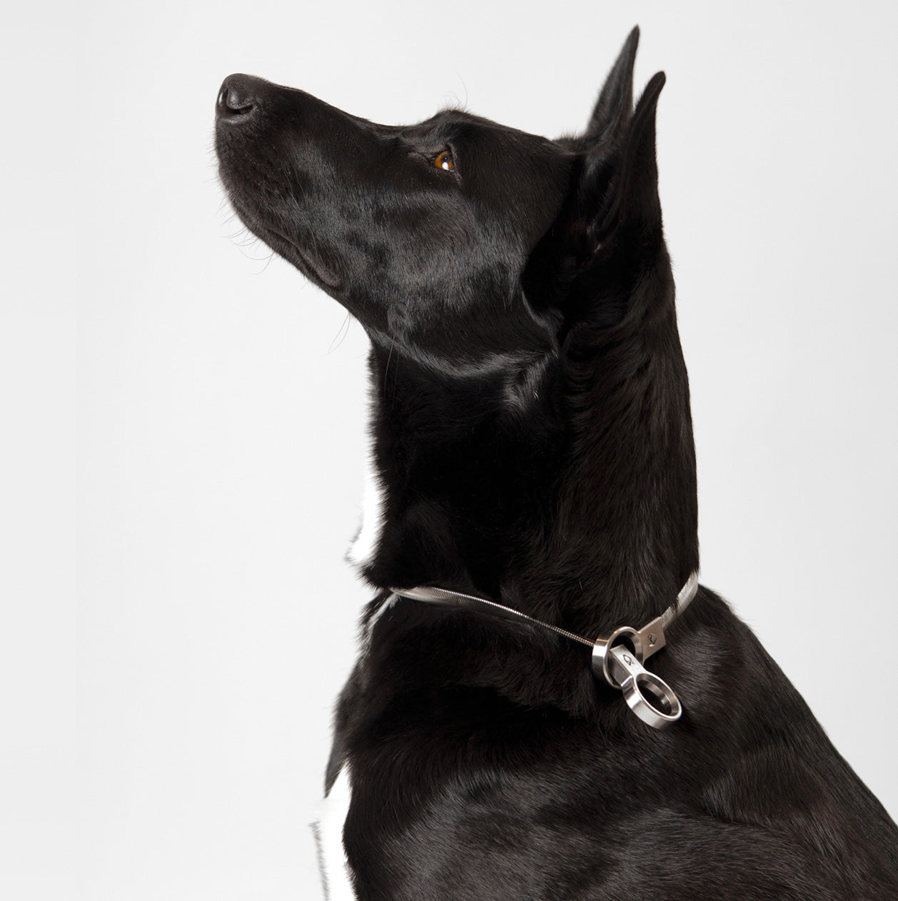 Side profile of a black dog wearing the Little Lupo Subtle Strength slip collar, highlighting its elegant stainless steel snake chain and compact design.