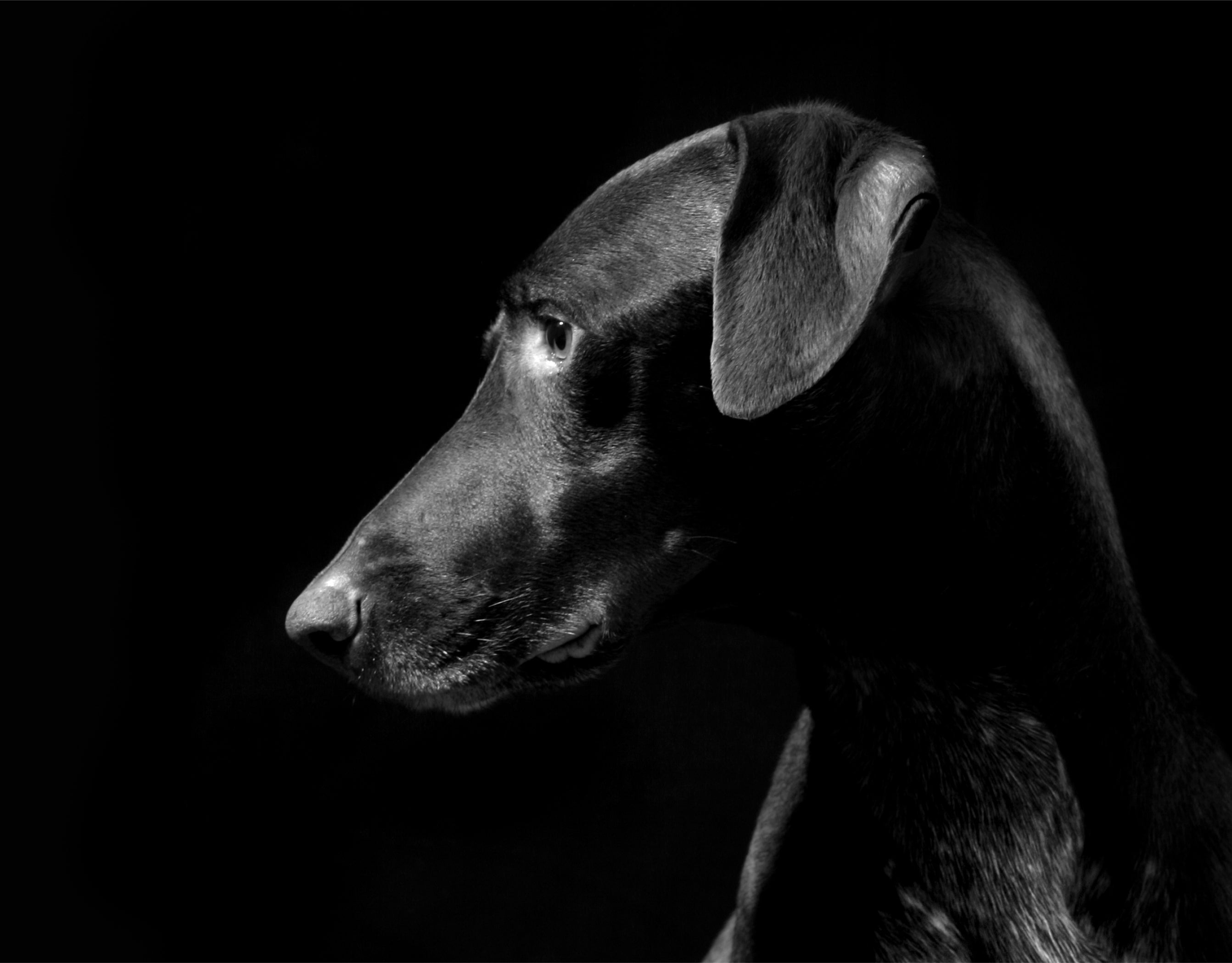 Black and white profile portrait of a Doberman against a dark background, highlighting the elegance and strength that inspire Little Lupo’s modern dog accessories collection.