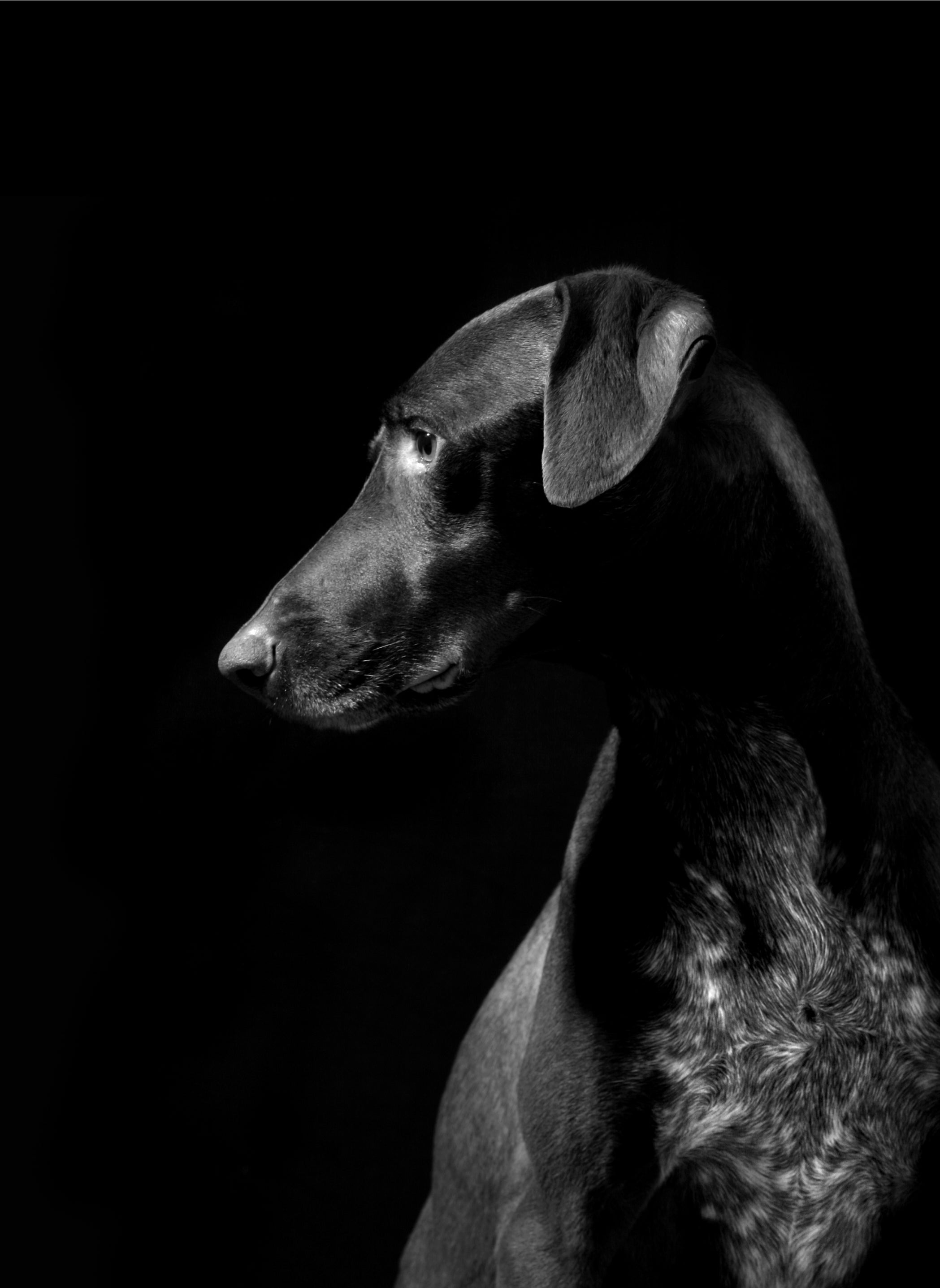 Black and white profile portrait of a Doberman against a dark background, highlighting the elegance and strength that inspire Little Lupo’s modern dog accessories collection.