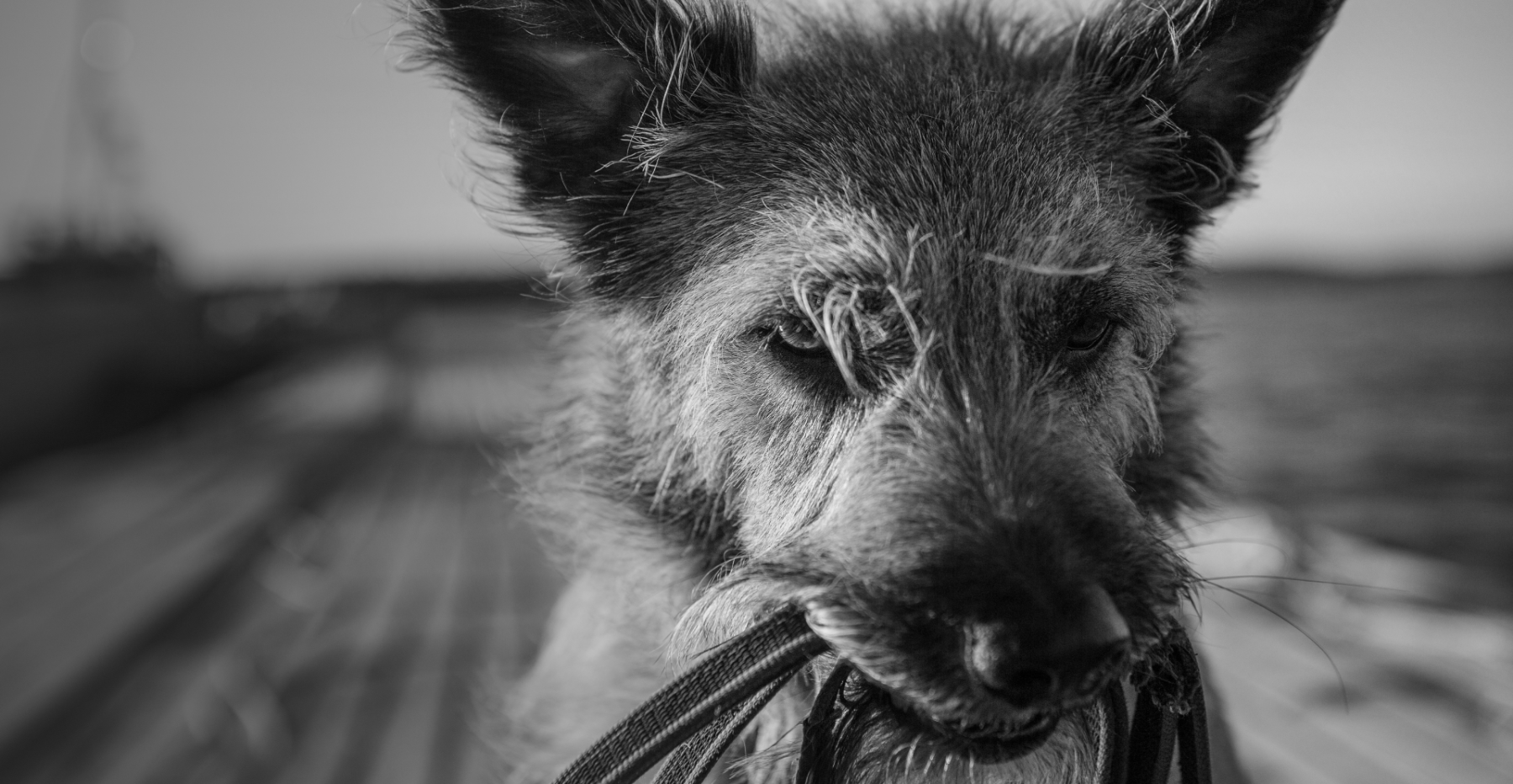 Close-up of a scruffy dog holding its leash, ready for adventure — a bold statement for modern, durable collars and leashes built for real-life walks.