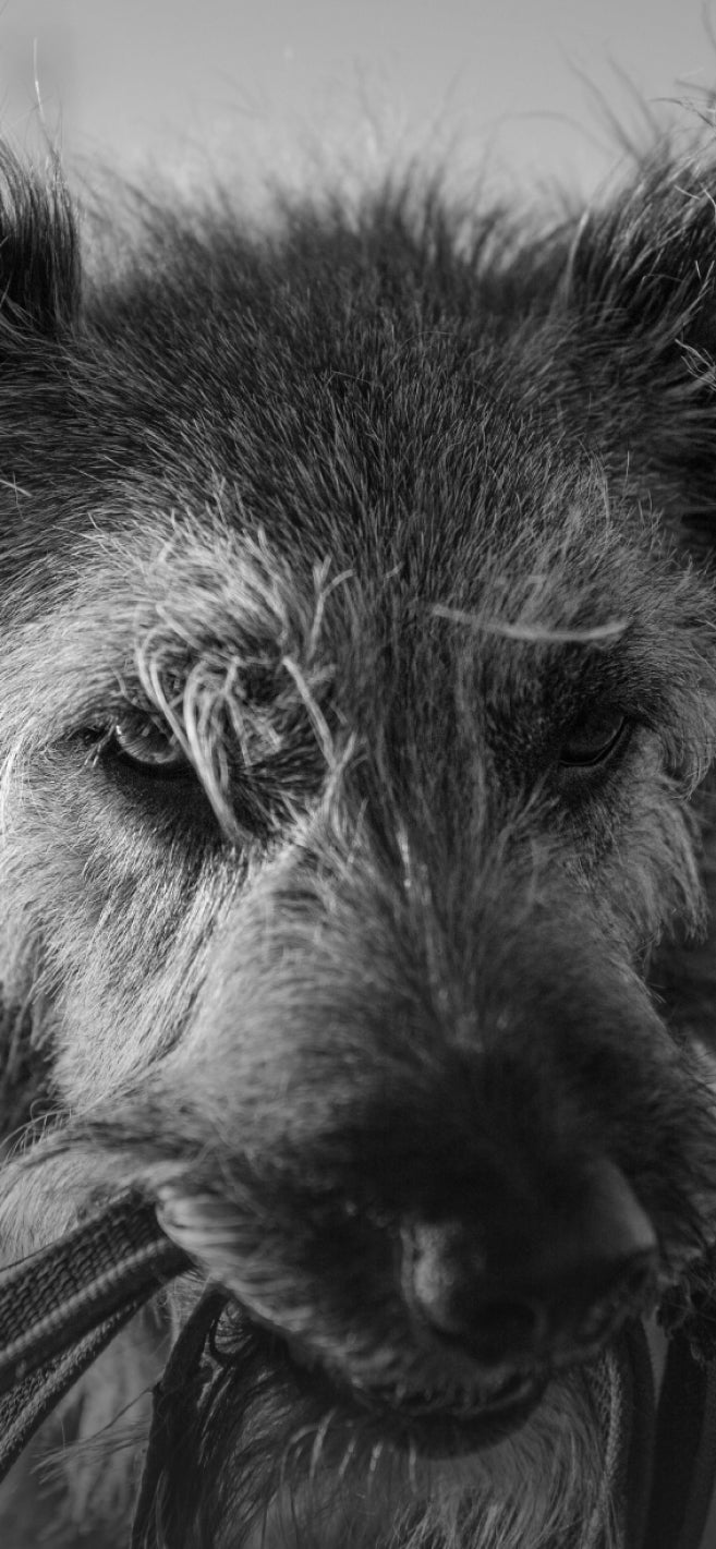 Close-up of a scruffy dog holding its leash, ready for adventure — a bold statement for modern, durable collars and leashes built for real-life walks.