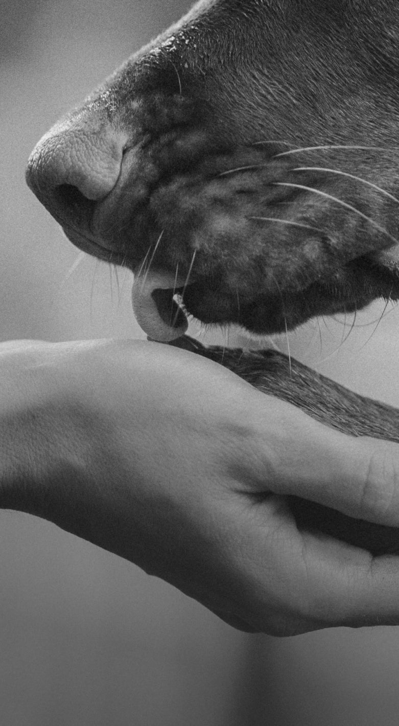 A heartwarming close-up of a human hand gently holding a dog's paw, while the dog lovingly licks the human's hand, symbolizing the strong bond and affection between pets and their owners. This image represents pet love, human-animal connection, and loyal companionship.