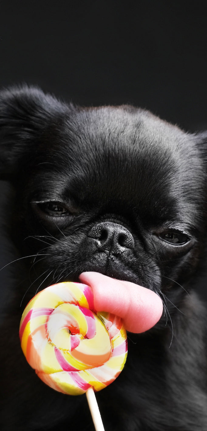 A black Pug dog playfully licking a vibrant, swirled lollipop with a cheeky expression, set against a dark background.