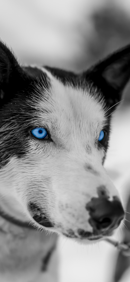 Close-up of a striking black and white husky dog with piercing blue eyes, representing the modern and clean aesthetic of Little Lupo dog accessories.