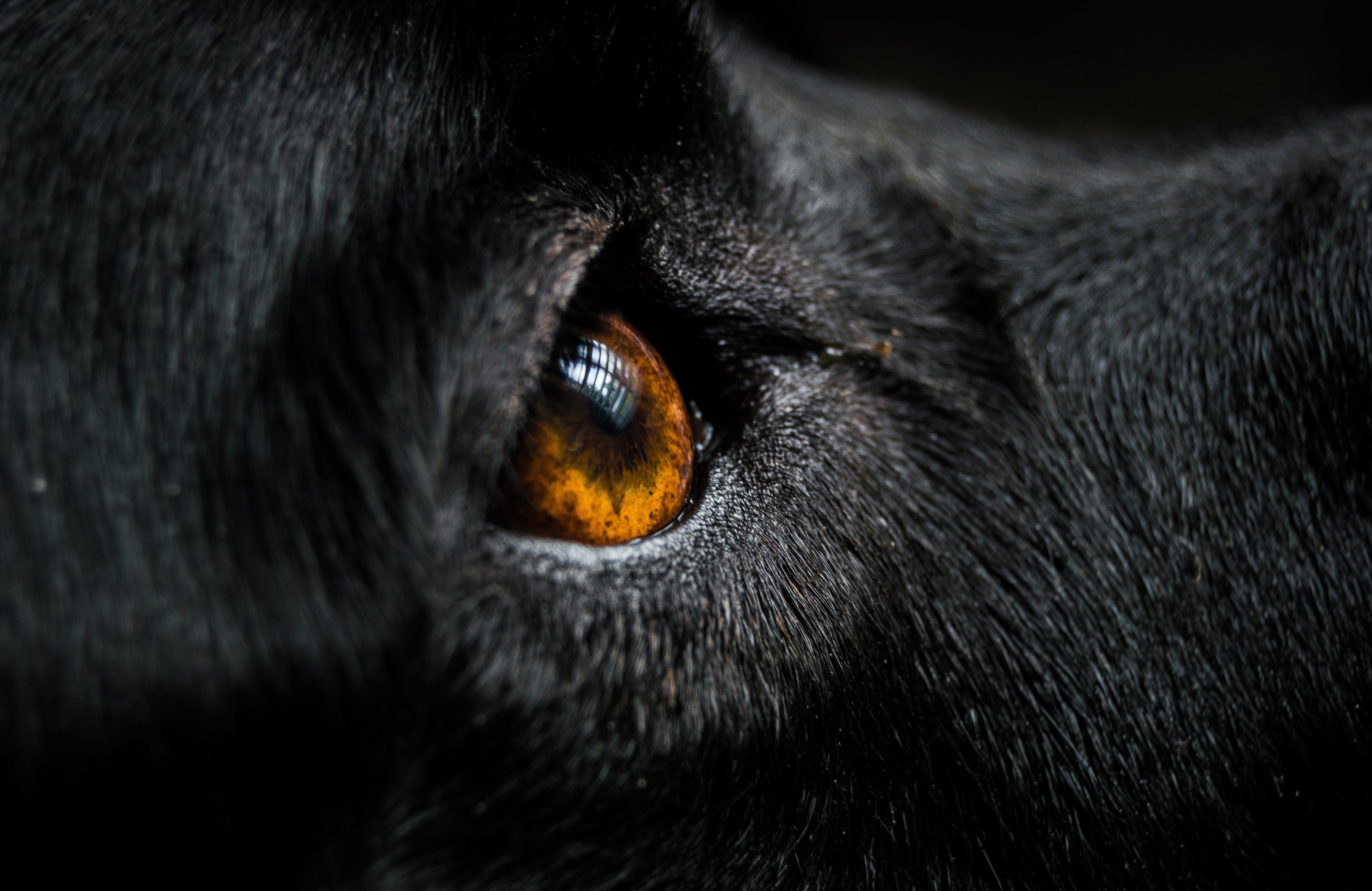 Extreme close-up of a black dog's amber eye, capturing intensity and emotion that highlights the importance of the Little Lupo petition for better dog food ingredients and welfare.