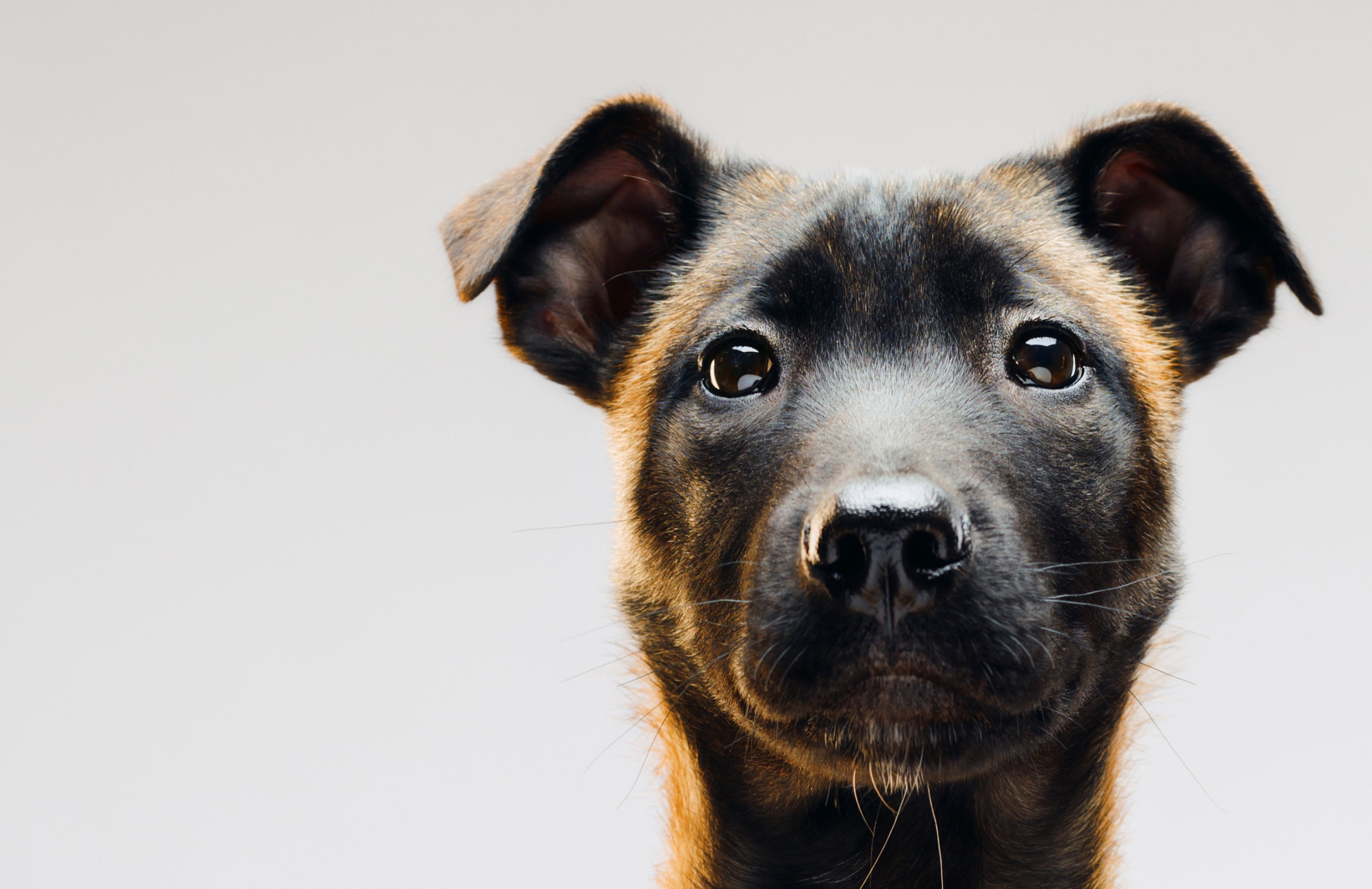 Close-up of an alert Belgian Malinois puppy with perky ears and expressive eyes, looking directly at the camera on a light background — representing Little Lupo’s dedication to pet connection and customer care.