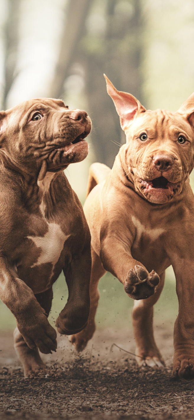 Two playful pit bull puppies running with excitement through a forest trail, capturing the joy and energy of dogs at play — the perfect introduction to our durable, fun, and engaging dog toys.