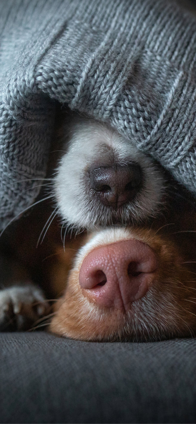 Two adorable dogs are seen sleeping cozily under a soft blanket, with only their noses visible as one dog rests gently on top of the other, showcasing their affectionate bond.